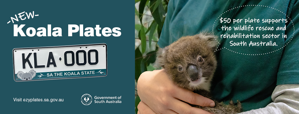 New Koala Plates: $50 per plate supports the wildlife rescue and rehabilitation sector in South Australia.